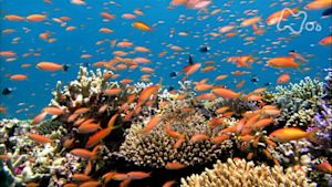 さわやか自然百景　西表島の海