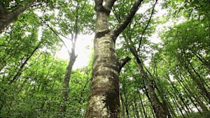 さわやか自然百景　中国山地　船通山