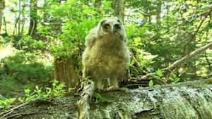 さわやか自然百景　北海道　知床の清流