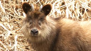 さわやか自然百景　白山山系　山毛欅尾山（ぶなおやま）