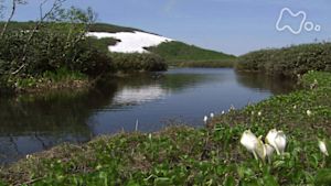 さわやか自然百景　北海道　ニセコ花の山