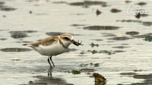 さわやか自然百景　熊本　荒尾干潟