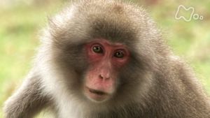 さわやか自然百景　宮城　金華山の秋