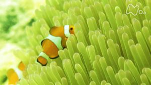 さわやか自然百景　沖縄　竹富島