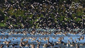さわやか自然百景　北海道　宮島沼　秋