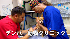 デンバー動物クリニック
