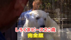 しろくまピース２０歳　家族と歩…